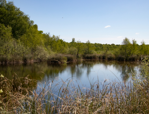 Klar bleiben. Wandel wagen. – Warum wir lebendige Moore schützen