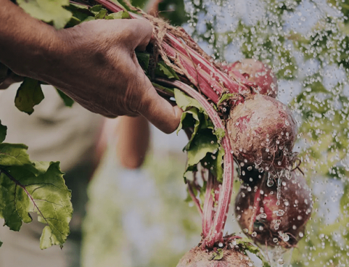 Gemeinsam gewachsen: Gemüse Meyer modernisiert mit Varelmann ihre Systemlandschaft